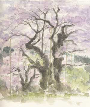 060508shokawa.sakura.jpg