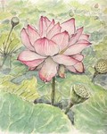 090815ohgahasu.jpg